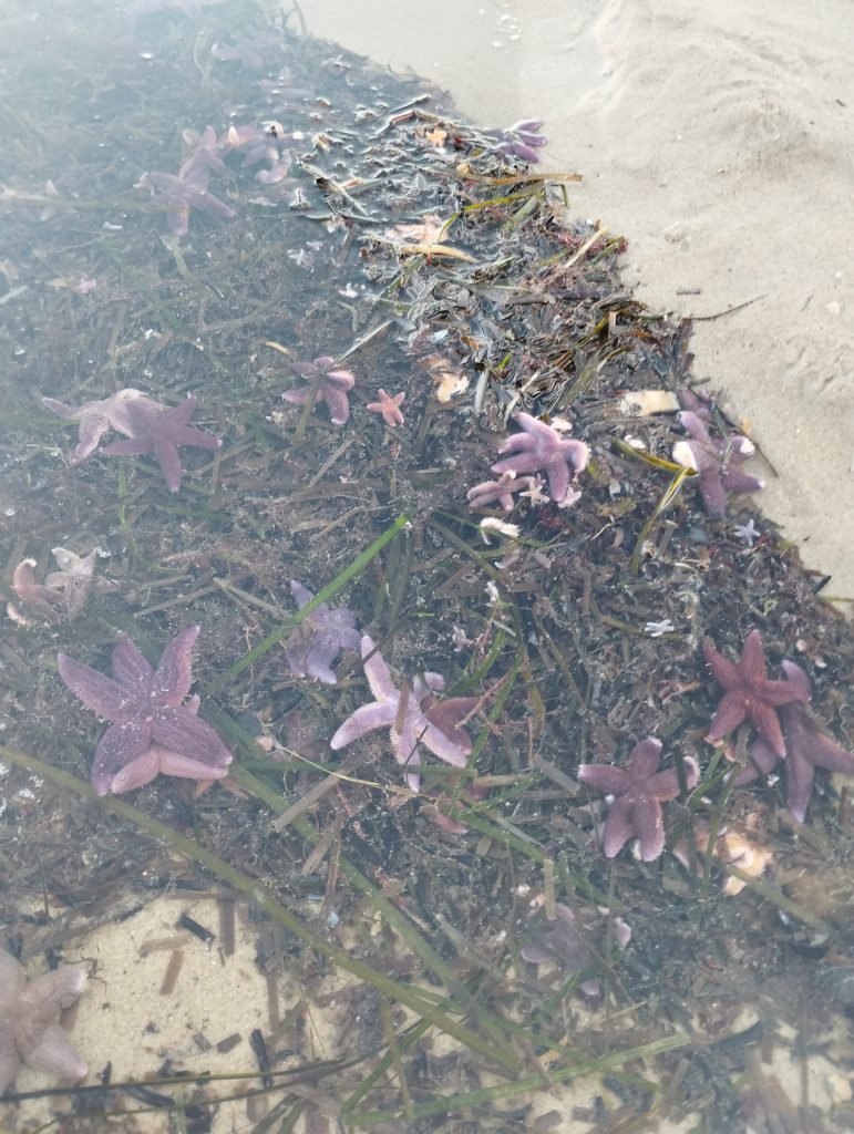 Strandpromenade Travemünde
