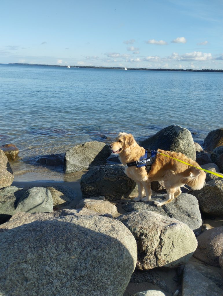 Hundestrand Travemünde