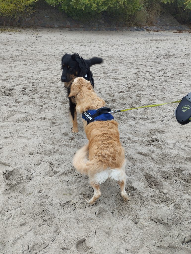 Hundestrand Travemünde