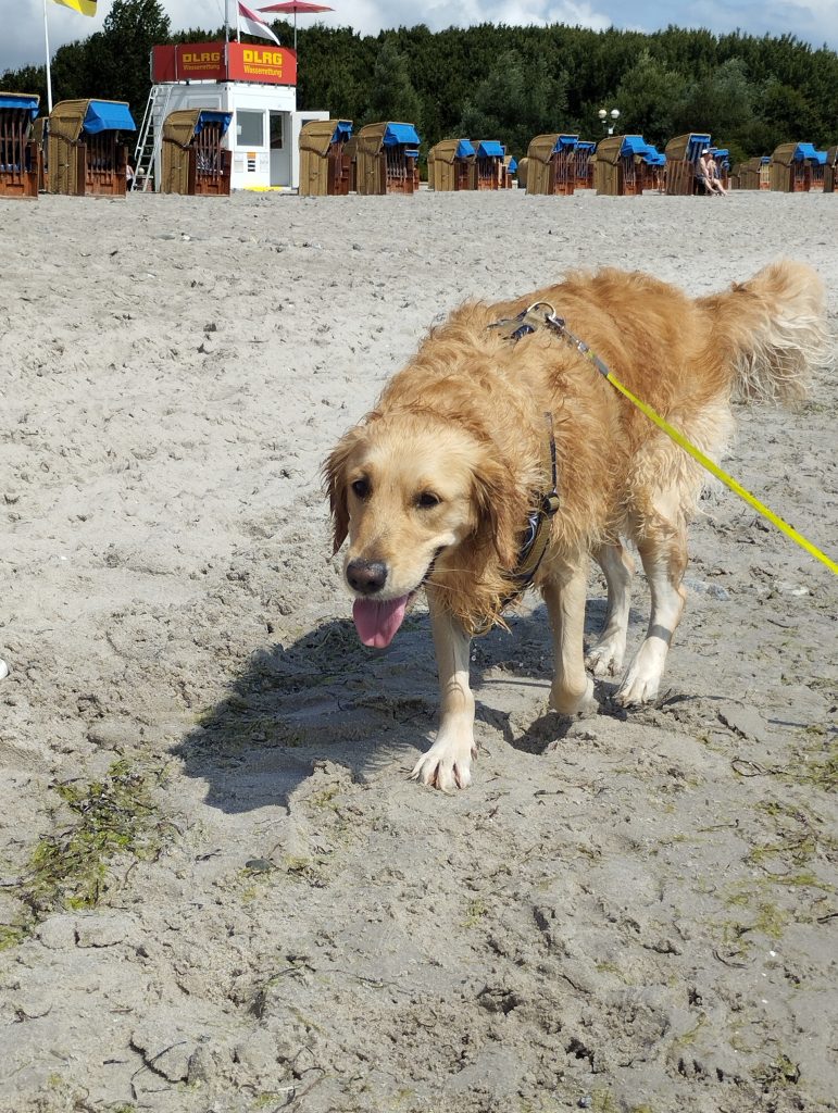 Hundestrand Grömitz