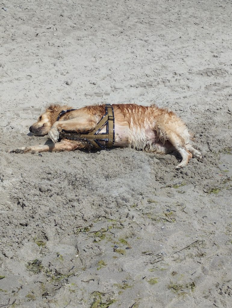 Hundestrand Grömitz