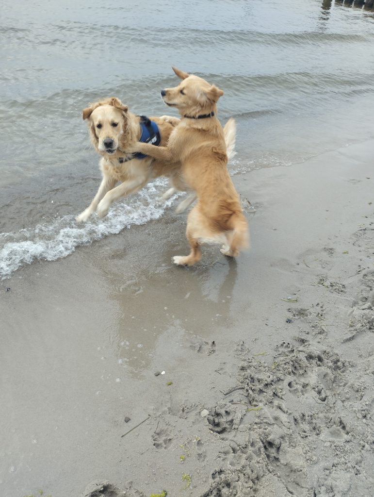 Hundestrand Kellenhusen