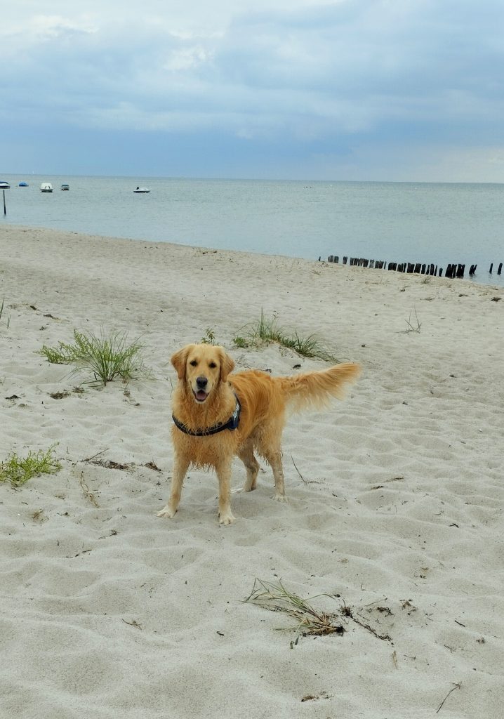 Hundestrand Lenste