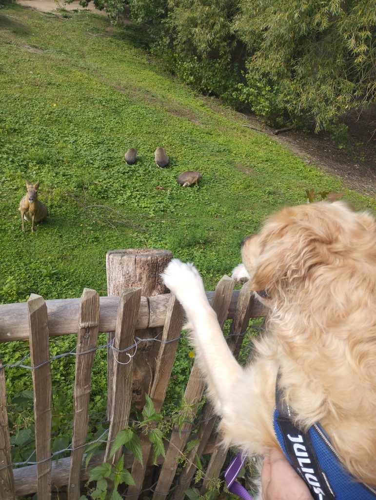 Zoo Arche Noah Grömitz