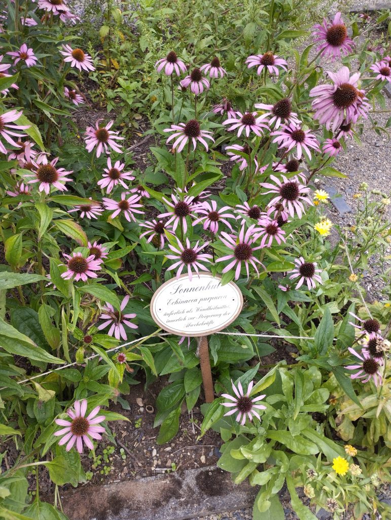 Alter botanischer Garten Marburg