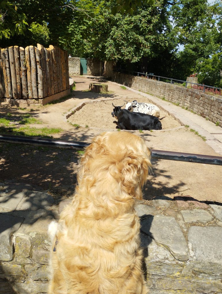 Bergzoo - Zoologischer Garten Halle (Saale)