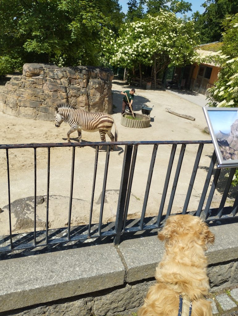 Bergzoo - Zoologischer Garten Halle (Saale)