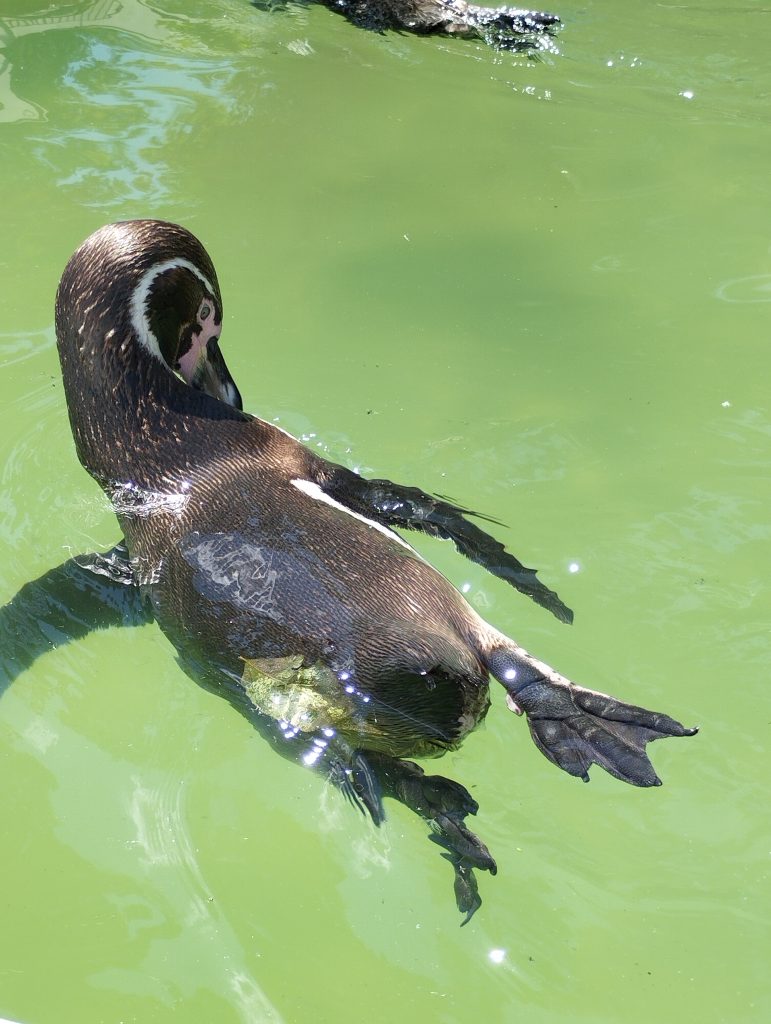 Bergzoo - Zoologischer Garten Halle (Saale)
