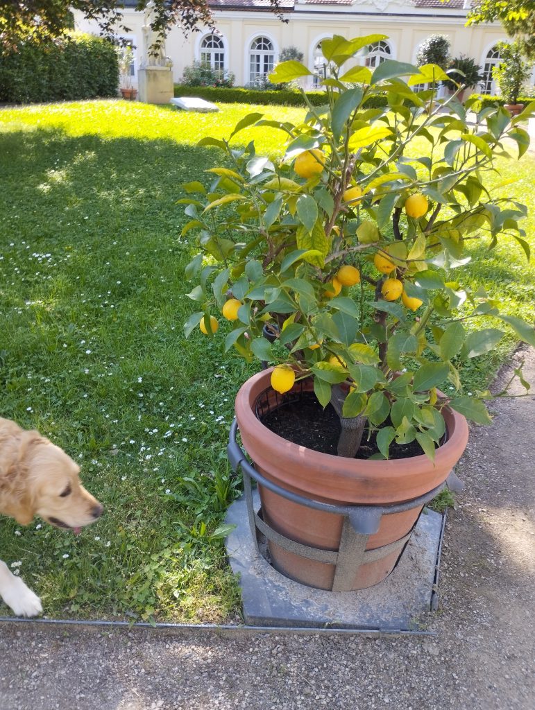 Gohliser Schlösschen