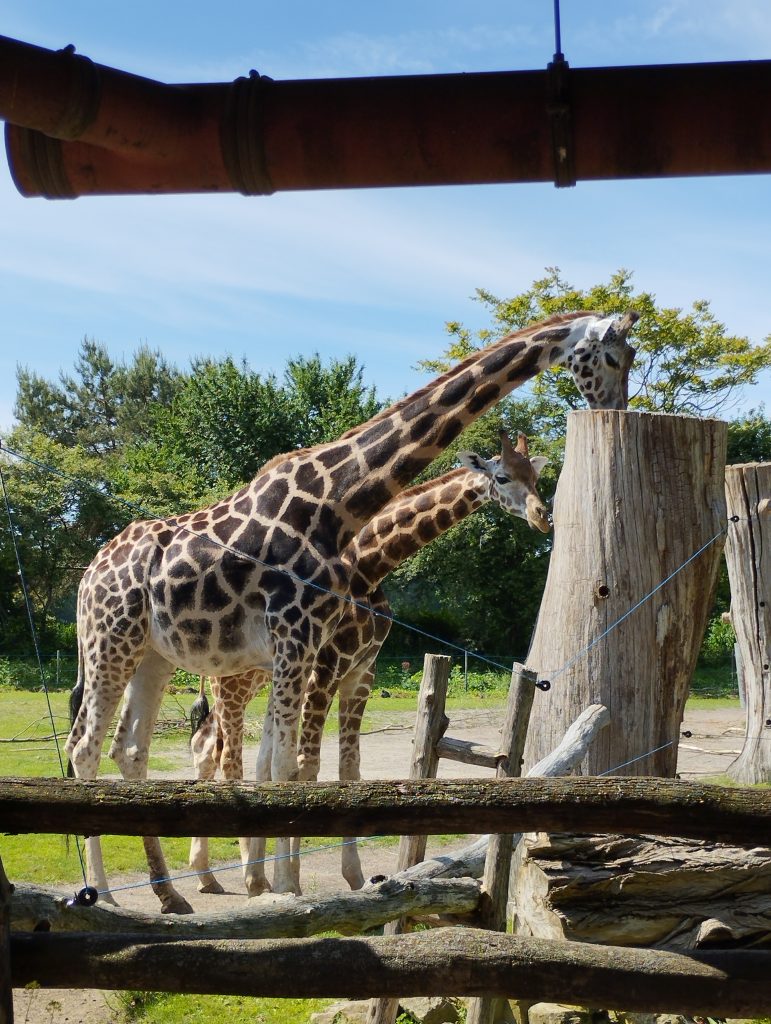 Zoo Leipzig - Tierärztin Dr. Mertens