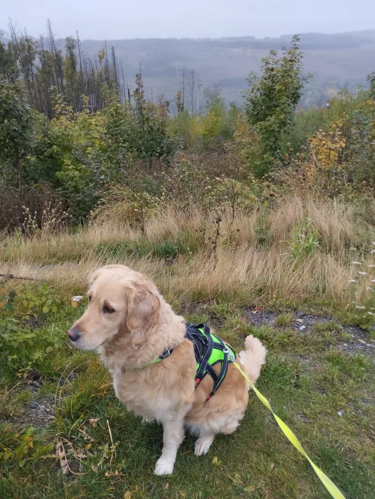 Bahnhof Schierke - Brockenbahn