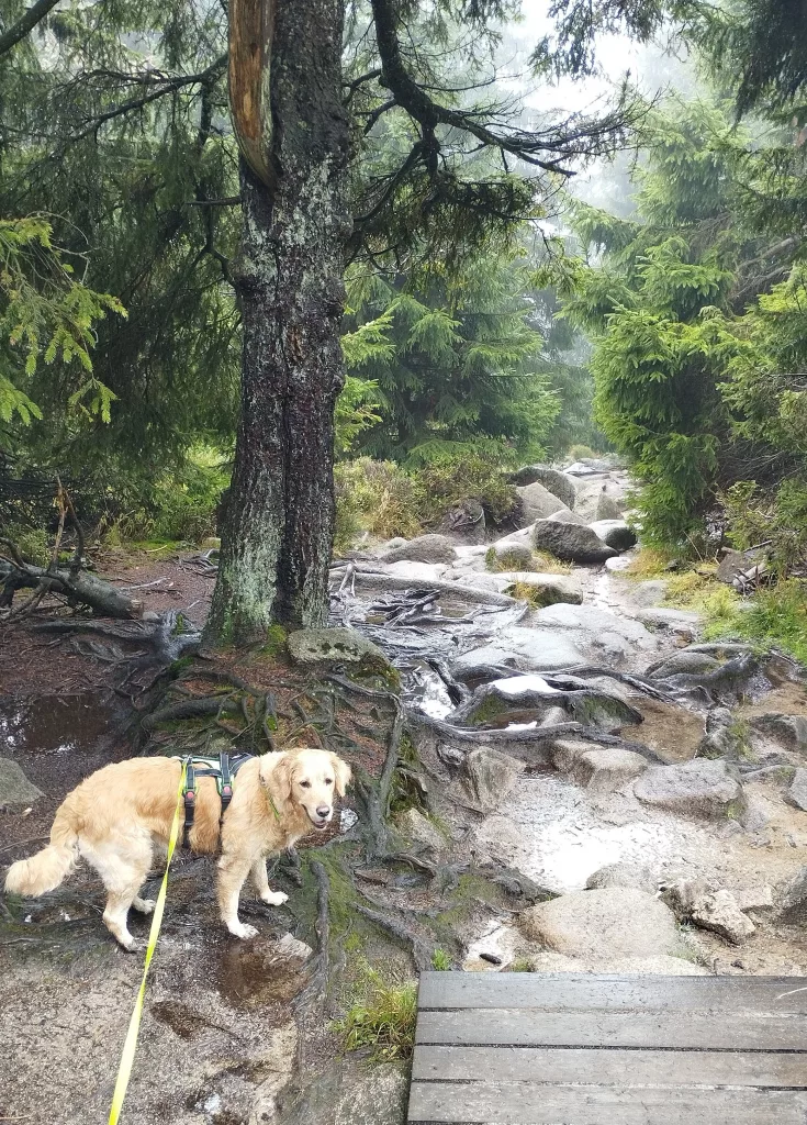 Brocken - Naturwanderweg