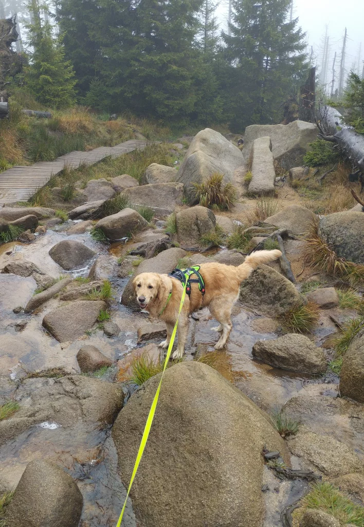 Brocken - Naturwanderweg