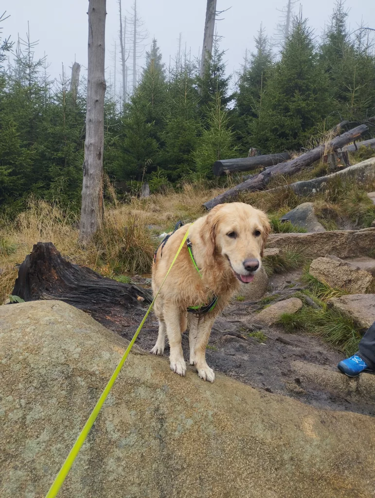 Brocken - Naturwanderweg