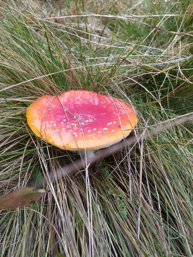 Brocken - Fliegenpilz
