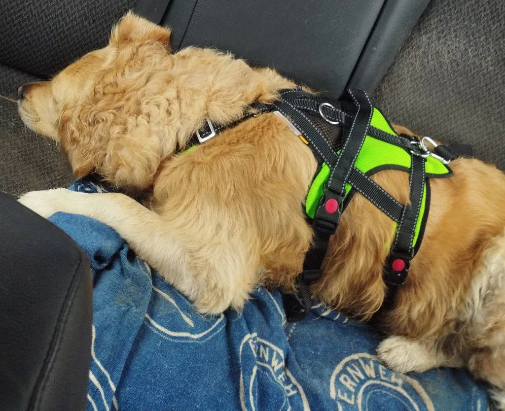 Emmas-Pfoten-Abenteuer