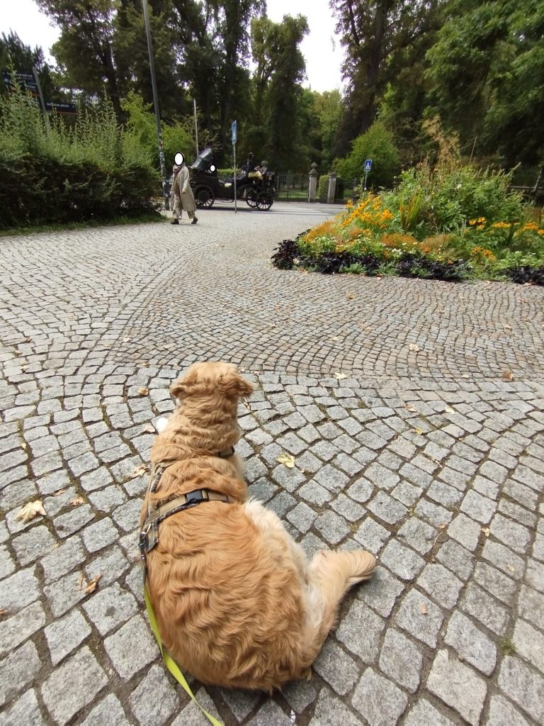 Emma - Emma's Pfoten-Abenteuer