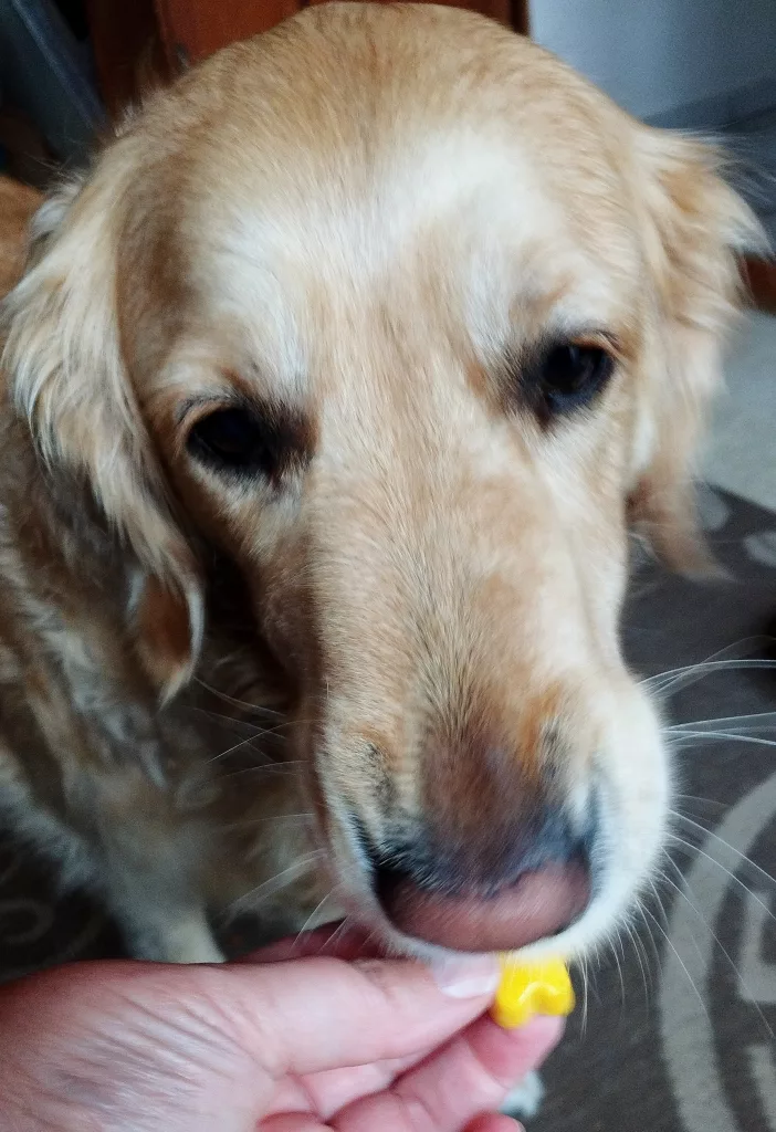 Kürbis-Kokos-Gummibärchen - Emma's Pfoten-Abenteuer