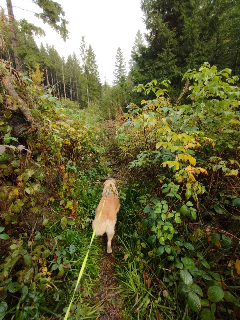 Großer Kellerhals Teich