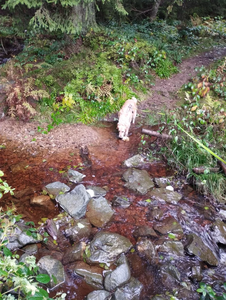 Großer Kellerhals Teich