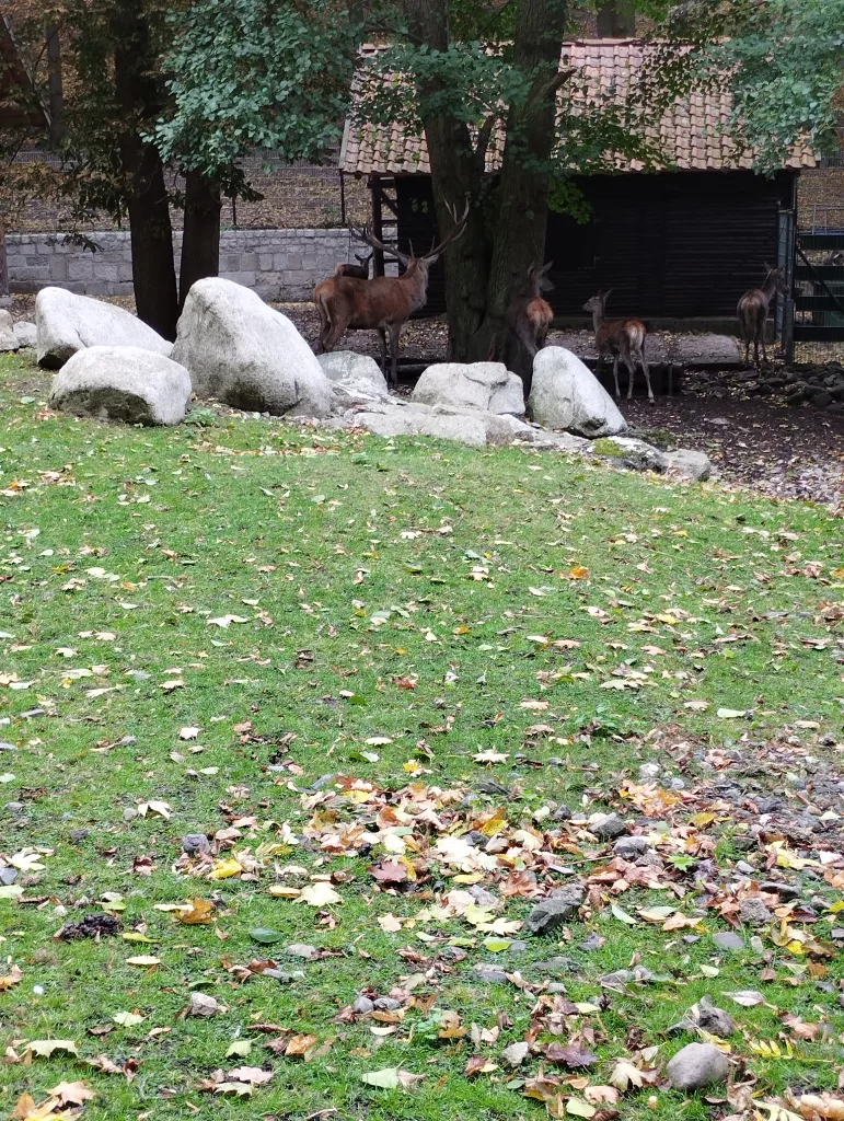 Wildpark Christianental