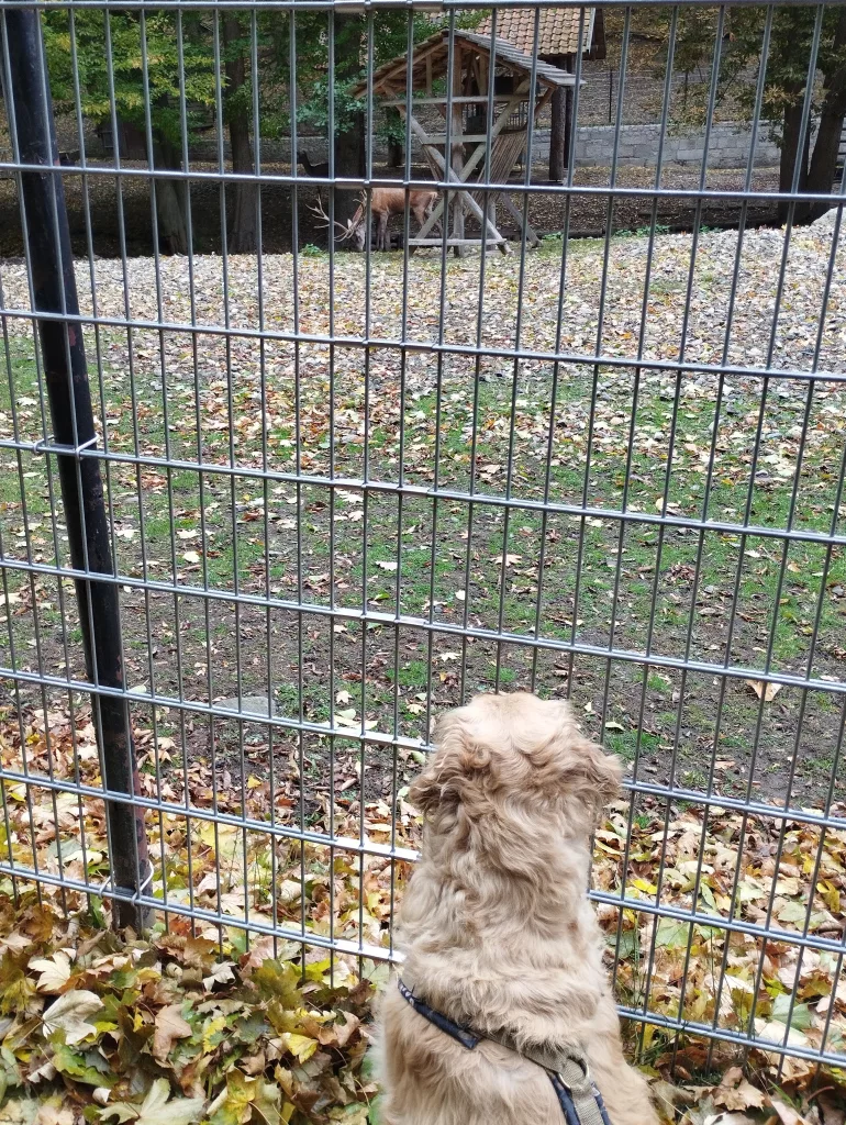 Wildpark Christianental