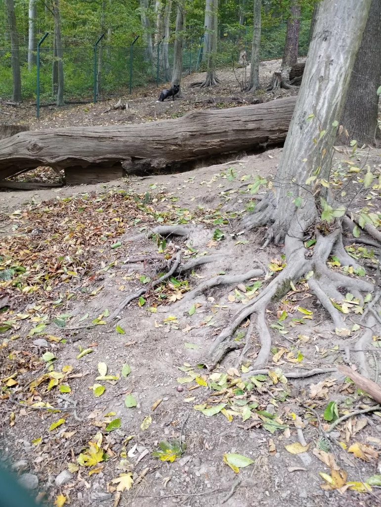 Wildpark Christianental