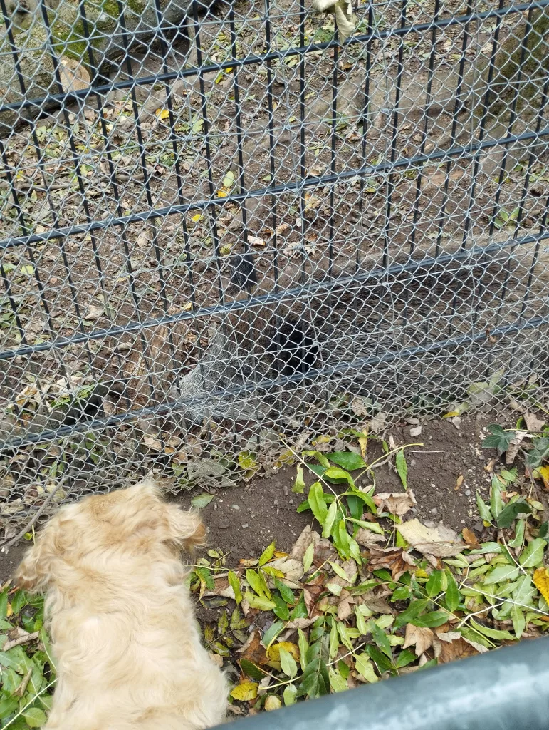 Wildpark Christianental