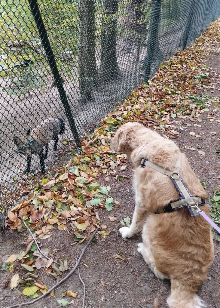 Wildpark Christianental