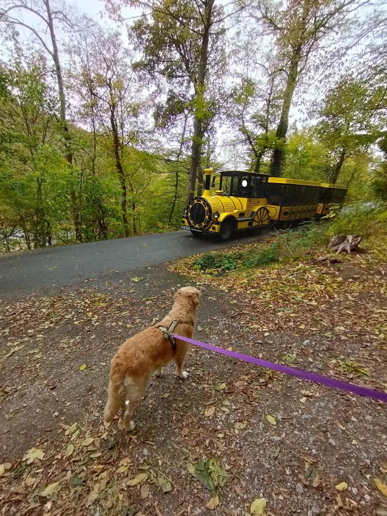 Bimmelbahn Werningerode