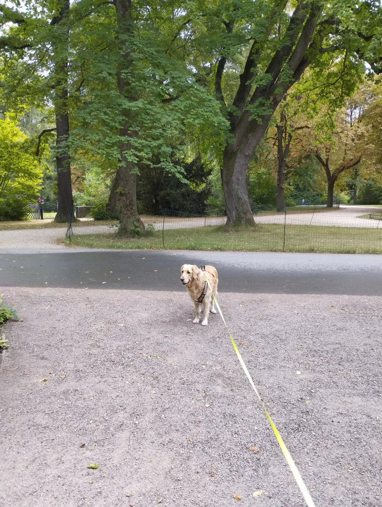 Emma's Pfoten-Abenteuer