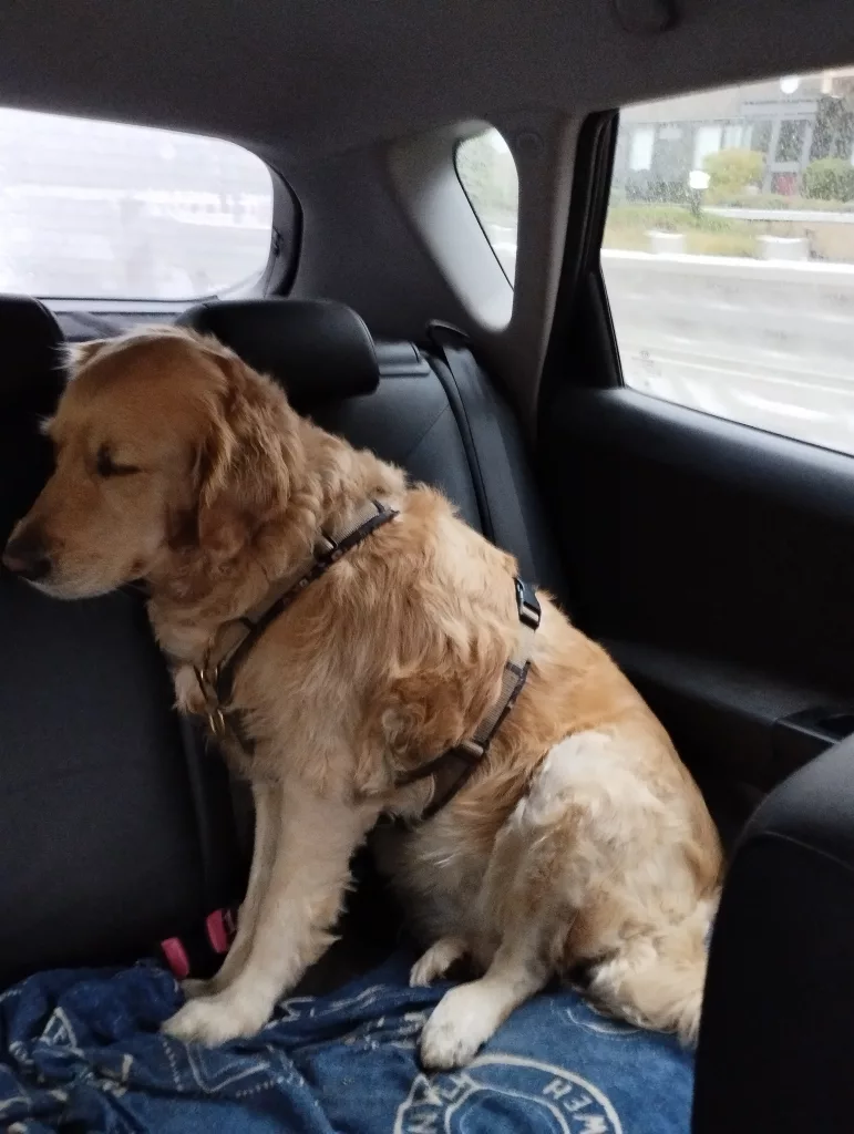 Emma - Emma's Pfoten-Abenteuer