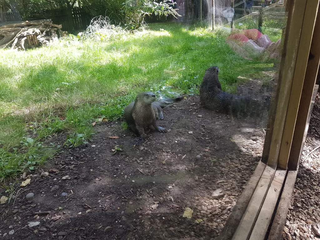 New Forest Wildlife Park