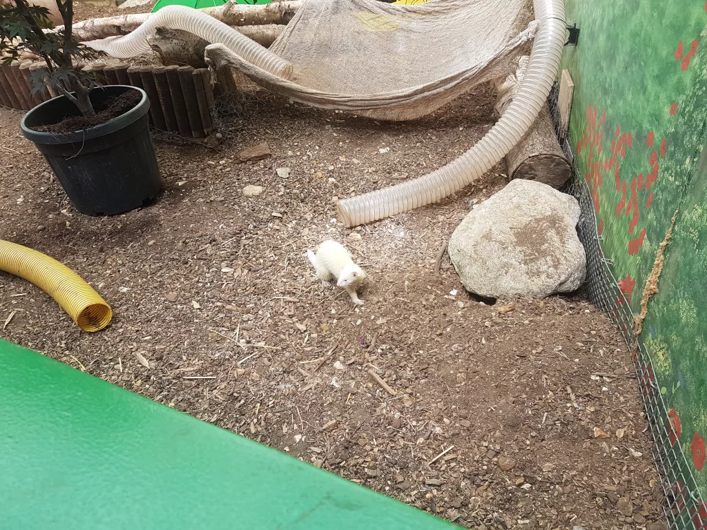 New Forest Wildlife Park