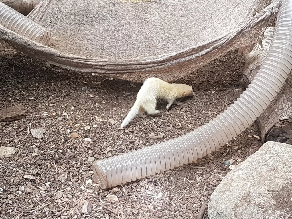 New Forest Wildlife Park