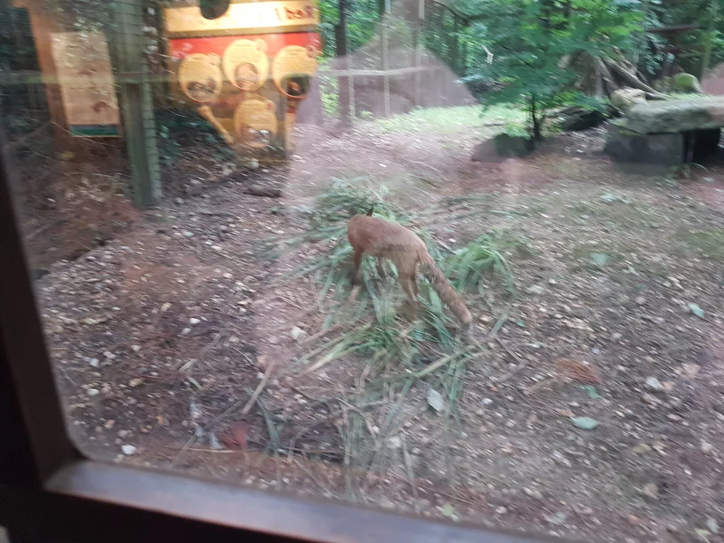 New Forest Wildlife Park