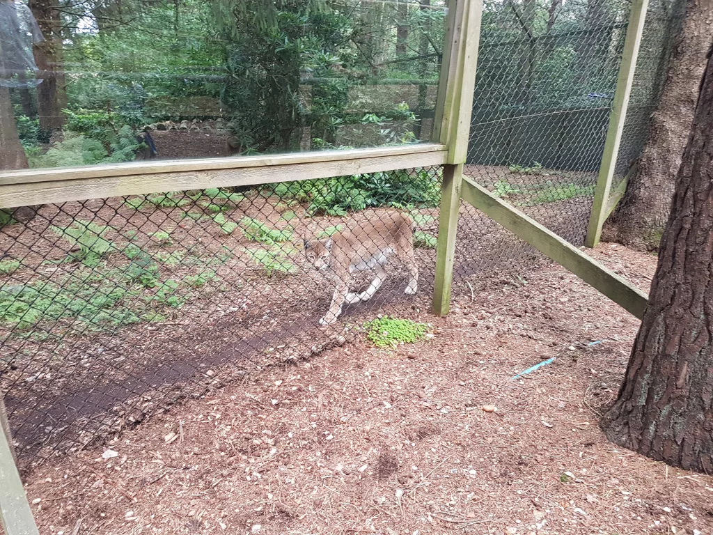 New Forest Wildlife Park