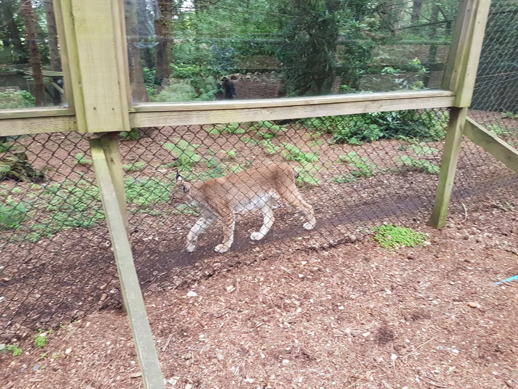 New Forest Wildlife Park