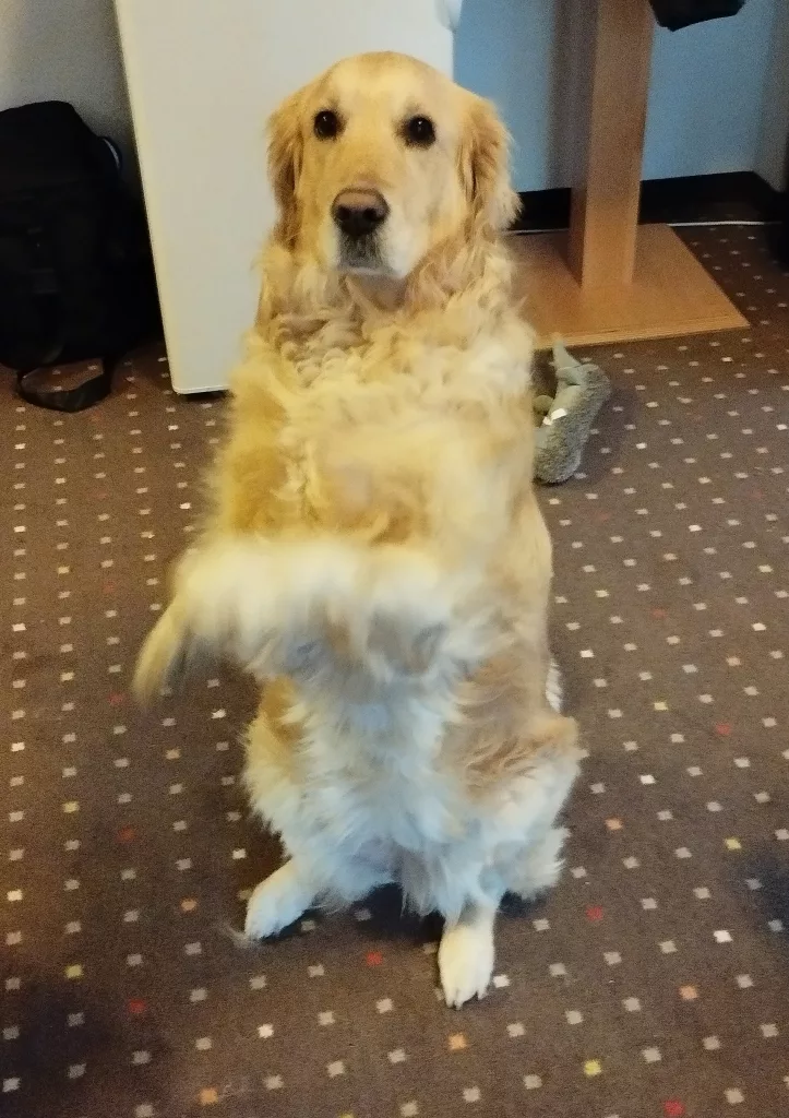 Stadiontour - Signal Iduna Park - Dortmund