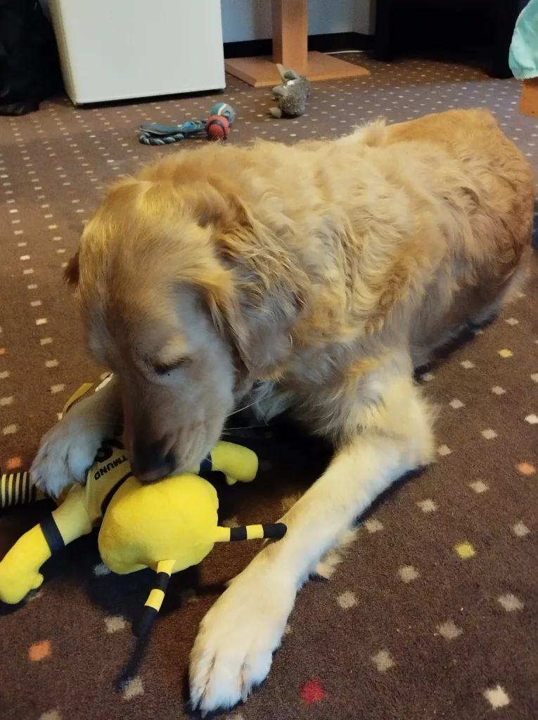 Stadiontour - Signal Iduna Park - Dortmund