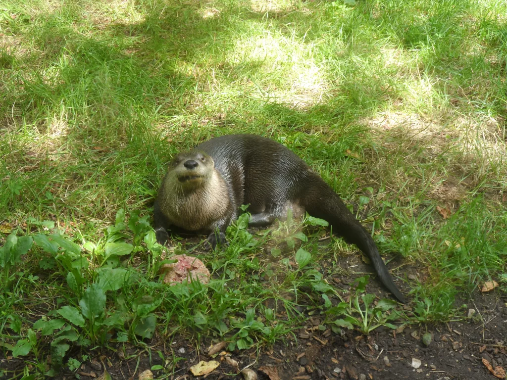 New Forest Wildlife Park