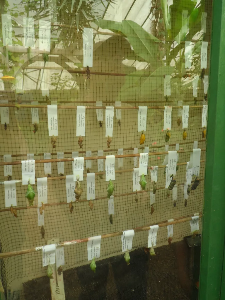 New Forest Wildlife Park