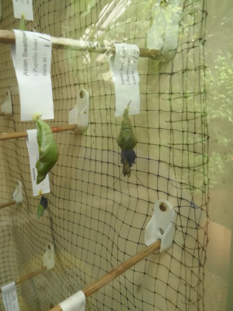 New Forest Wildlife Park