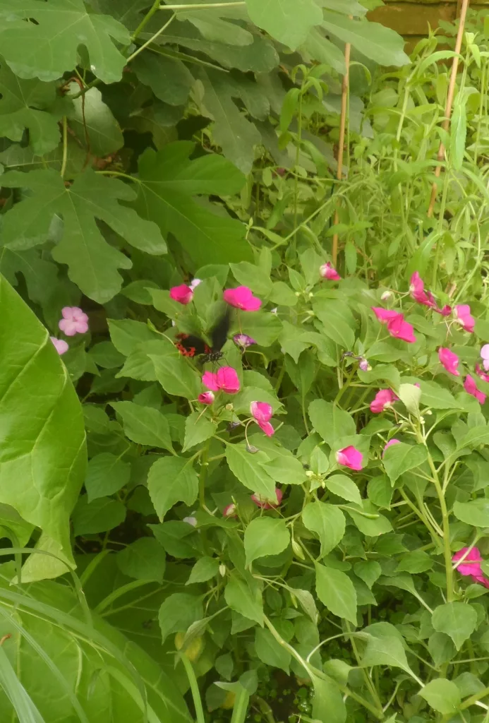 New Forest Wildlife Park