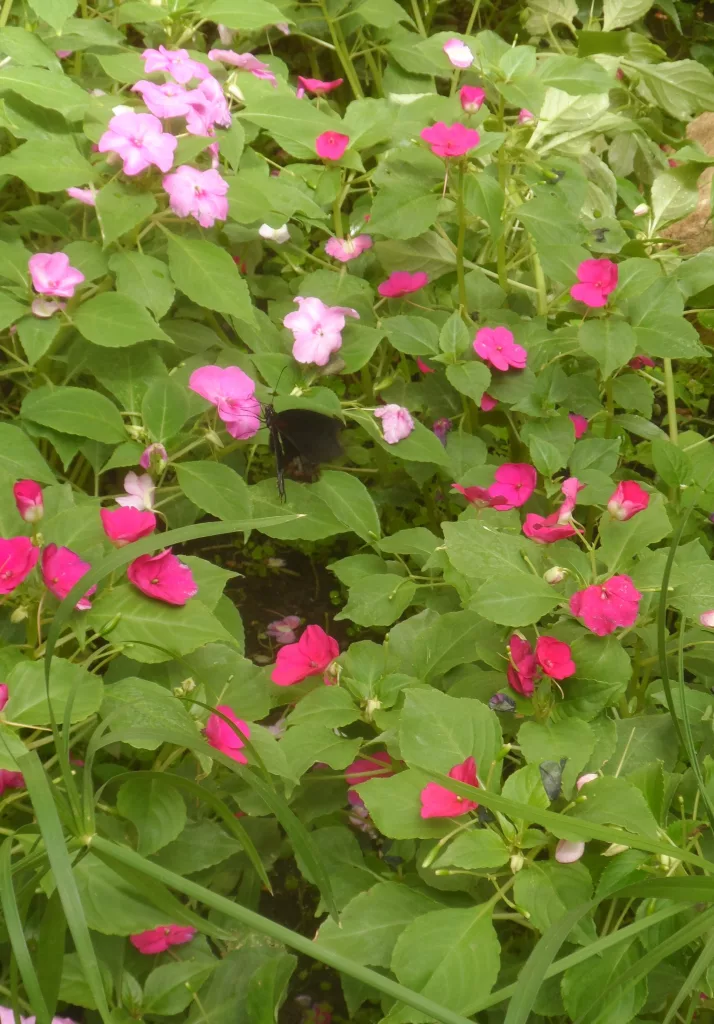 New Forest Wildlife Park