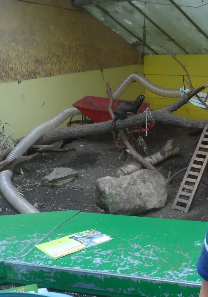 New Forest Wildlife Park