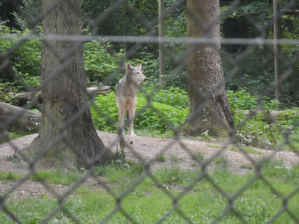 New Forest Wildlife Park