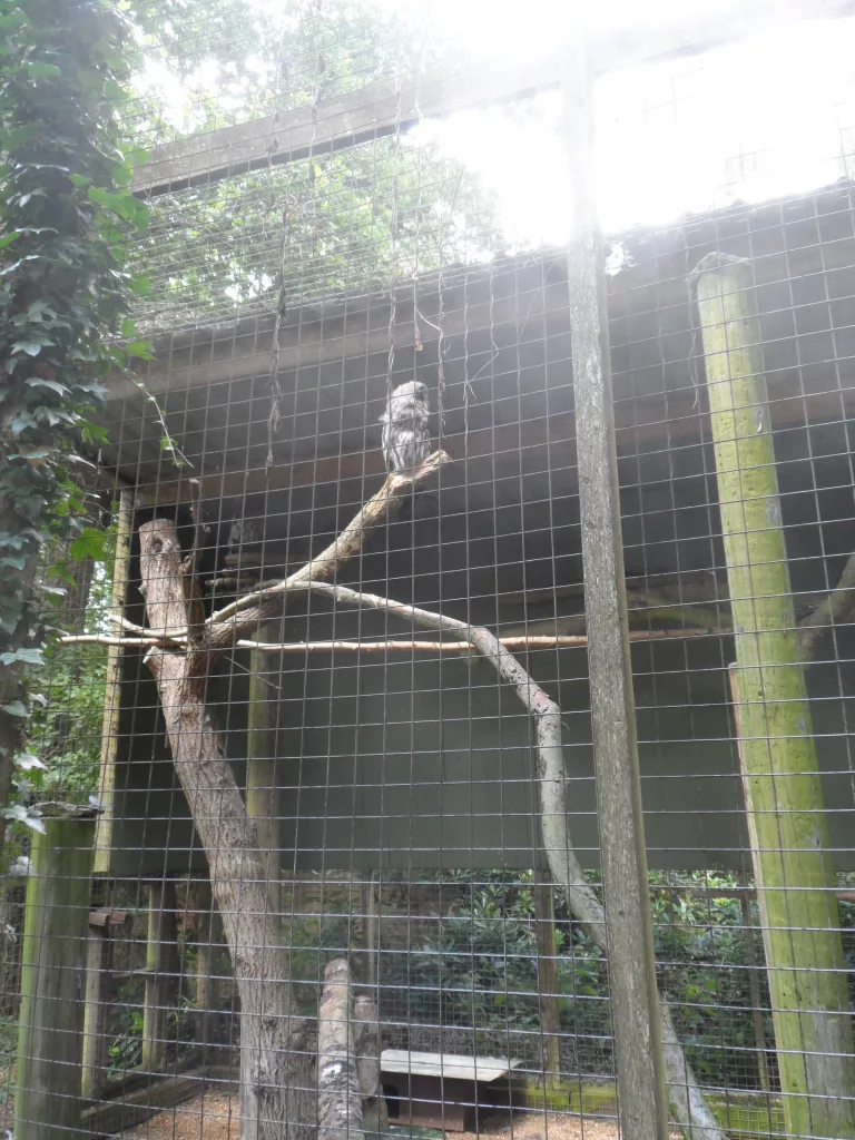 New Forest Wildlife Park