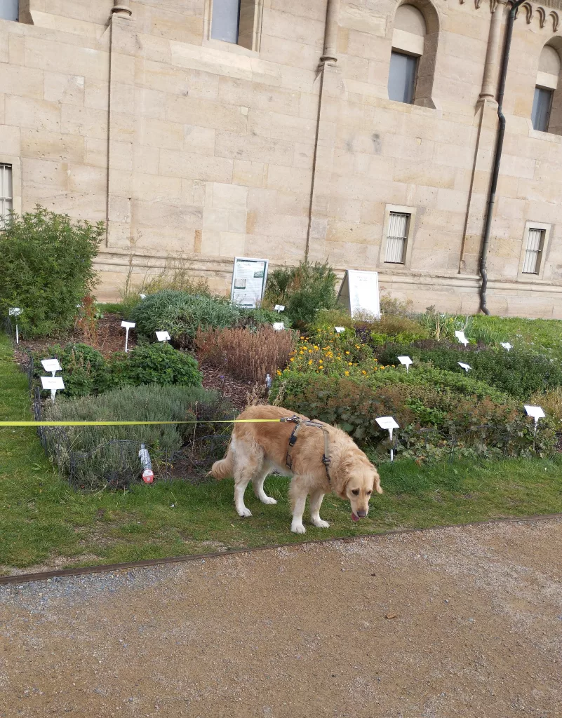 Klosterkirche St. Peter und Paul, bzw. Peterskirche in Erfurt