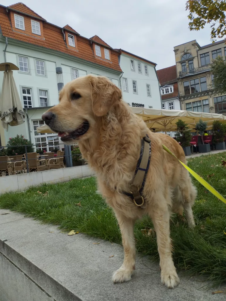 Emma's-Pfoten-Abenteuer